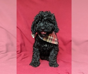 Cock-A-Poo-Poodle (Miniature) Mix Puppy for sale in KIRKWOOD, PA, USA