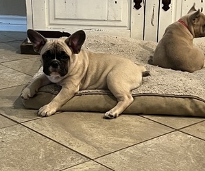 French Bulldog Puppy for sale in SPRINGTOWN, TX, USA