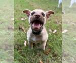 Smoke - Male Mutt Dog for Adoption - Small photo