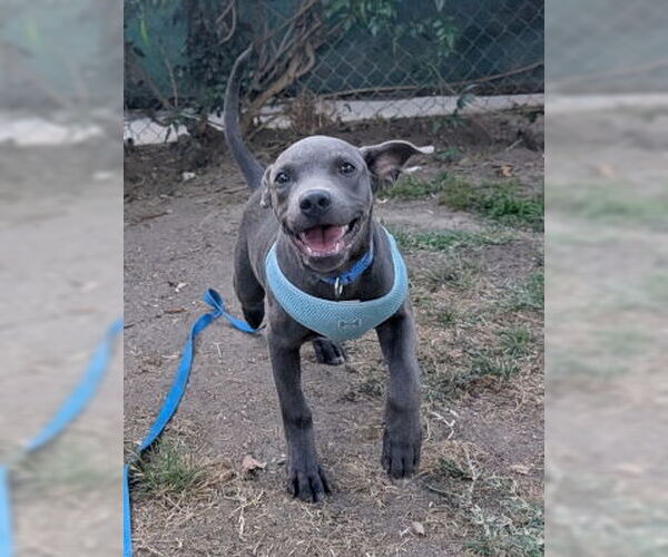 Medium Photo #2 American Pit Bull Terrier-Unknown Mix Puppy For Sale in Ventura, CA, USA