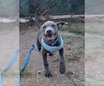 Small #1 American Pit Bull Terrier Mix