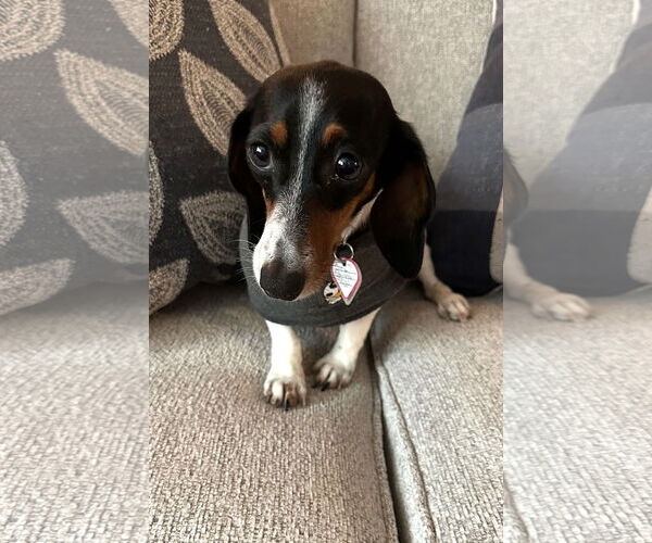 Medium Photo #1 Dachshund Puppy For Sale in Shelbyville, TN, USA