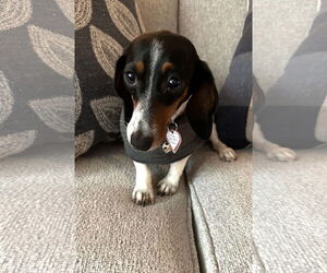 Dachshund Dogs for adoption in Shelbyville, TN, USA