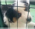 Small Photo #22 Miniature Australian Shepherd Puppy For Sale in LA CANADA FLINTRIDGE, CA, USA