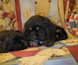 Medium Cocker Spaniel