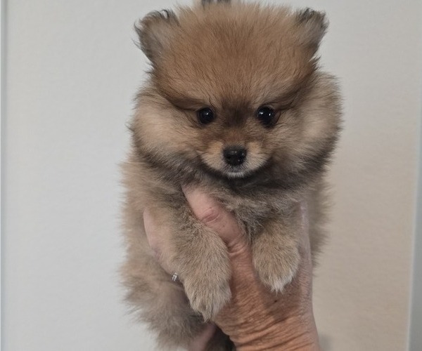 Medium Photo #2 Pomeranian Puppy For Sale in MENIFEE, CA, USA