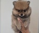 Small #1 Pomeranian