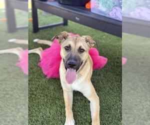 German Shepherd Dog Dogs for adoption in Downey, CA, USA