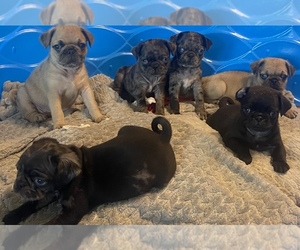 Pug Puppy for sale in TEMPLE, TX, USA