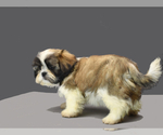 Small Photo #1 Shih Tzu Puppy For Sale in SAN DIEGO, CA, USA