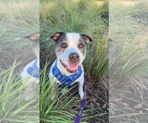 Axel - Male Mutt Dog for Adoption - Photo #7