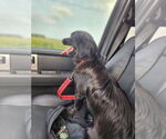 Small #5 Cocker Spaniel Mix
