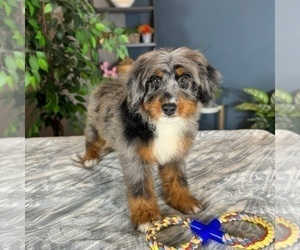 Miniature Bernedoodle Dog for Adoption in GREENWOOD, Indiana USA