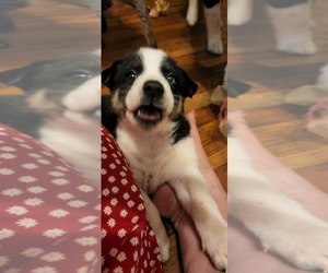 Collie Puppy for sale in CHAGRIN FALLS, OH, USA