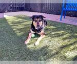 Small #2 Rottweiler Mix