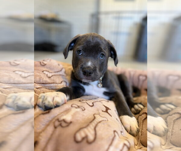 Medium Photo #2 Mutt Puppy For Sale in Goodyear, AZ, USA