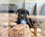 Small #1 Mutt