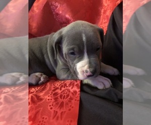 American Pit Bull Terrier-Great Dane Mix Puppy for sale in FONTANA, CA, USA