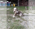 Puppy Zurge Catahoula Leopard Dog