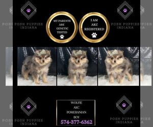 Pomeranian Puppy for sale in WARSAW, IN, USA