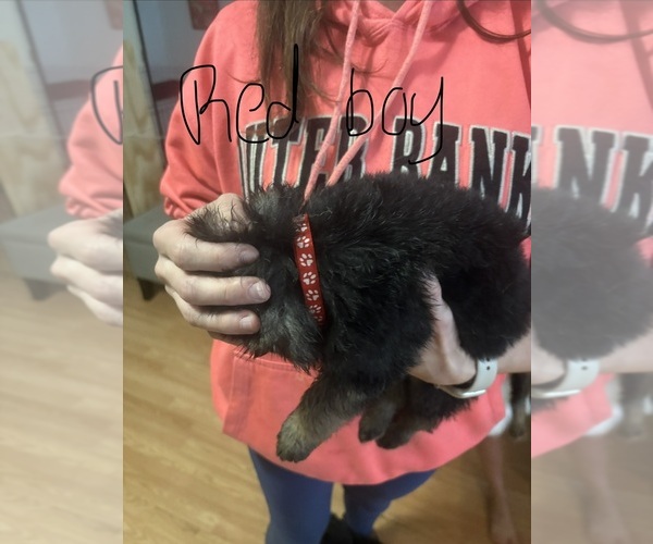 Medium Photo #1 German Shepherd Dog Puppy For Sale in RUSTBURG, VA, USA