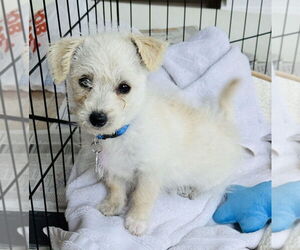 Pomeranian-Unknown Mix Dogs for adoption in Mundelein, IL, USA