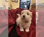 Small #6 Coton de Tulear