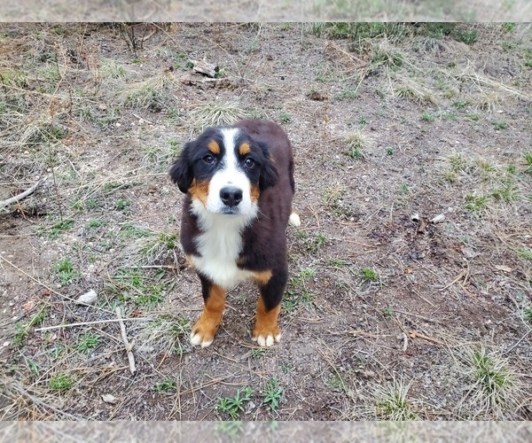 Medium Photo #7 Bernese Mountain Dog Puppy For Sale in BLACK FOREST, CO, USA