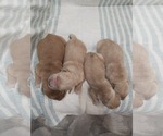Small #2 Golden Retriever