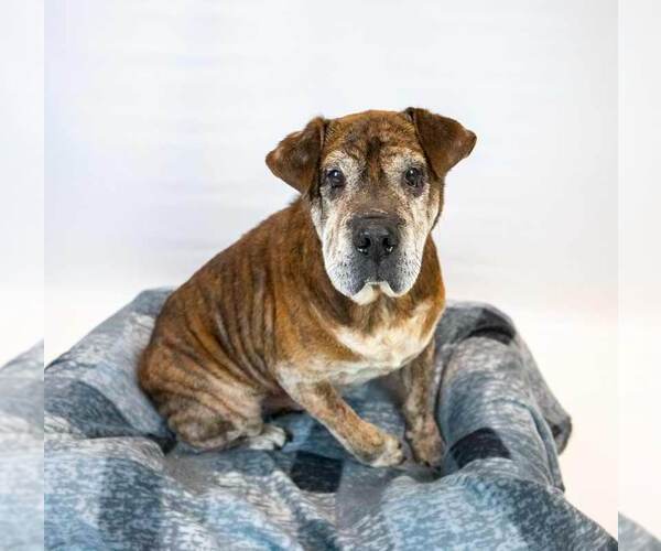 Medium Photo #3 Bulldog-Unknown Mix Puppy For Sale in Kennesaw, GA, USA