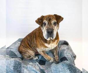 Roy - Male Bulldog-Unknown Mix Dog for Adoption - Photo #3