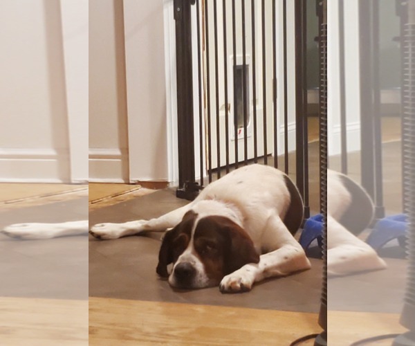 Medium Photo #3 Saint Bernard-Unknown Mix Puppy For Sale in Uwchlan, PA, USA