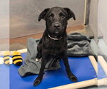 Small Labrador Retriever Mix