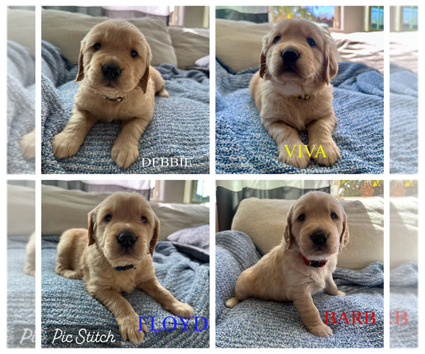 Medium Photo #1 Golden Retriever Puppy For Sale in HENDERSON, NV, USA