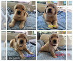 Small Photo #1 Golden Retriever Puppy For Sale in HENDERSON, NV, USA