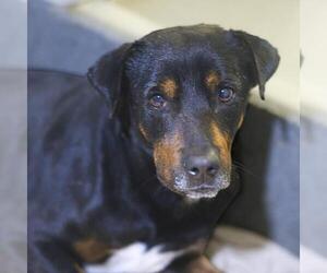 Rottweiler-Unknown Mix Dogs for adoption in San Antonio, TX, USA