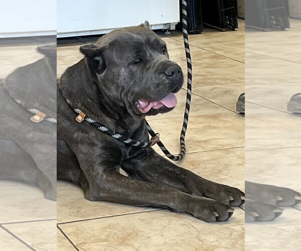 Medium Photo #4 Mutt Puppy For Sale in Goodyear, AZ, USA
