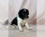Oreo - Female Bernedoodle (Miniature) Puppy for Sale - Photo #9