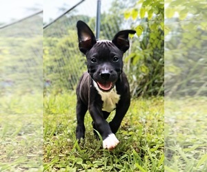 Staffordshire Bull Terrier Dogs for adoption in Maryville, TN, USA