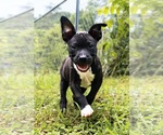 Small Staffordshire Bull Terrier