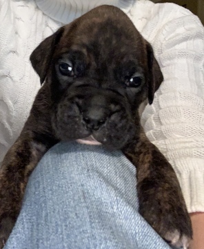 Medium Photo #7 Boxer Puppy For Sale in GRAYSON, GA, USA