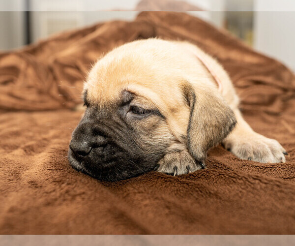 Medium Photo #10 Mastiff Puppy For Sale in WOODSTOCK, GA, USA
