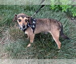 Small #3 Dachshund Mix