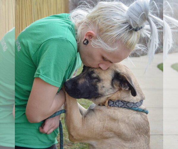 Medium Photo #4 Boxer-German Shepherd Dog Mix Puppy For Sale in Huntley, IL, USA