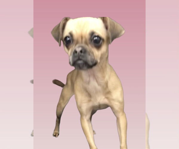 Medium Photo #2 Chug Puppy For Sale in Lincolnwood, IL, USA