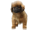 Small Photo #7 Shih Tzu Puppy For Sale in SAN DIEGO, CA, USA