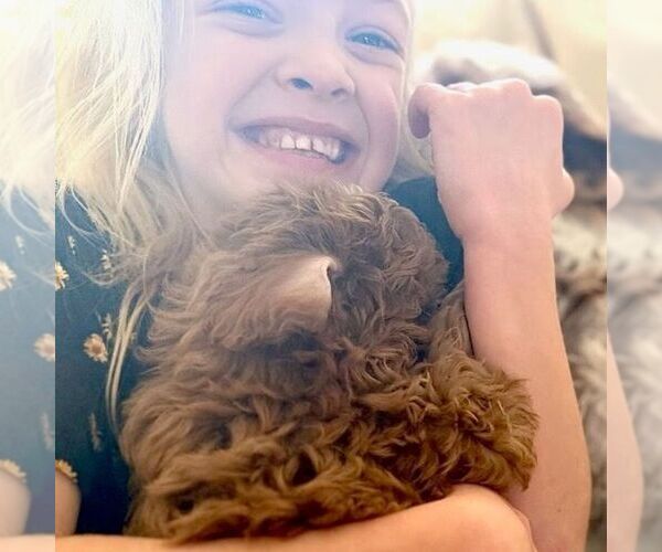 Medium Photo #5 Cavapoo (Miniature) Puppy For Sale in NEWPORT, PA, USA