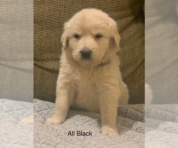Medium Photo #10 Pyredoodle Puppy For Sale in MARION, IN, USA