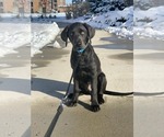 Small #9 Labrador Retriever