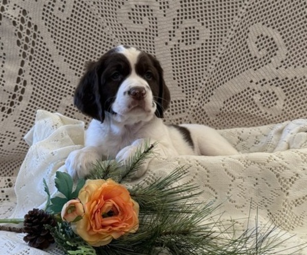 Medium Photo #2 English Springer Spaniel Puppy For Sale in OWEN, WI, USA